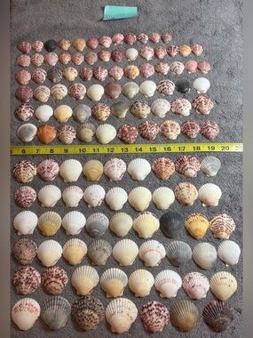 120 - Sanibel Island Scallop Seashell Collection.  Great for crafters!!